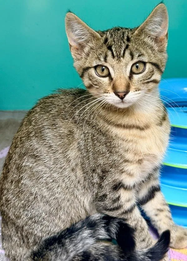A baby small-sized female Domestic Short Hair cat named Nordy for adoption in Novato, CA