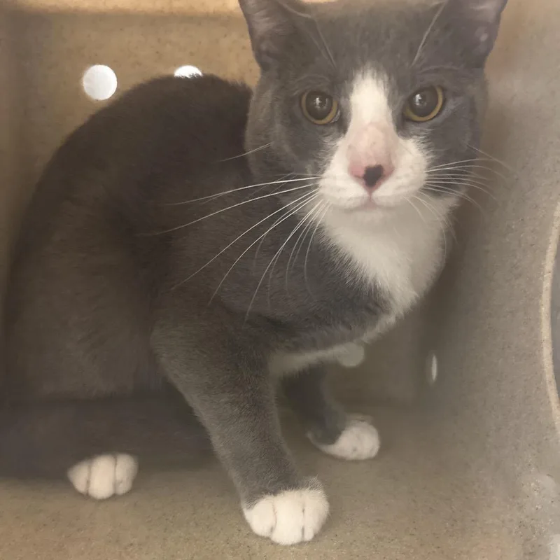 A young medium-sized male Gray / Blue / Silver Domestic Short Hair cat named Ftwo for adoption in Philadelphia, PA