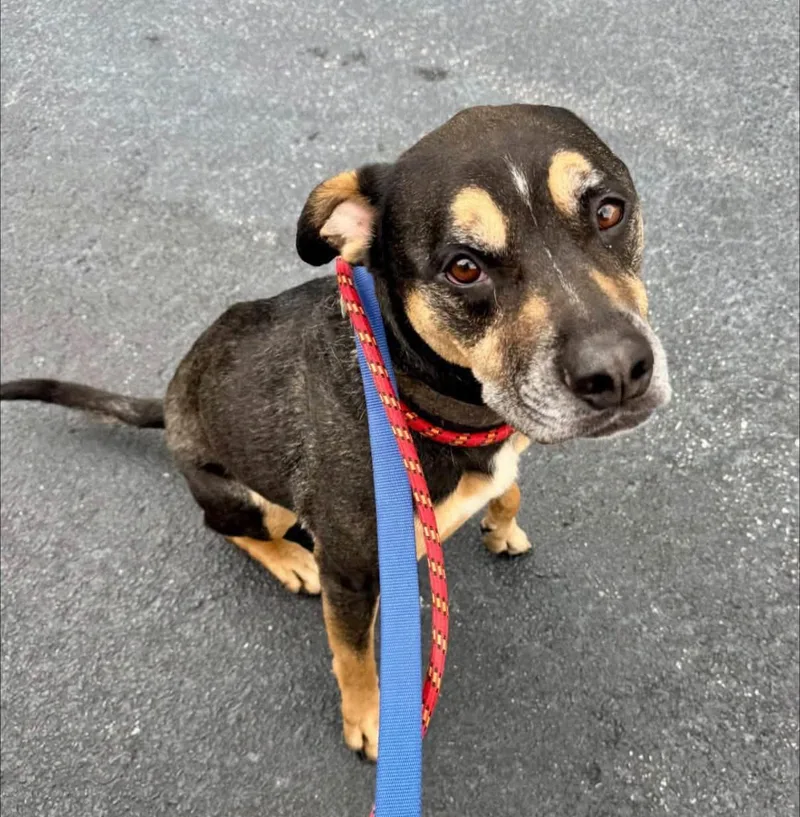 A senior medium-sized male Black Rottweiler dog named Goose for adoption in Scottsville, KY