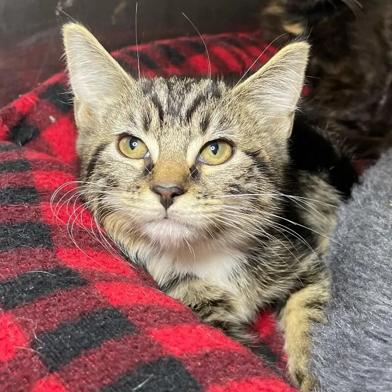 A young medium-sized male Domestic Short Hair cat named Doc for adoption in Roanoke, VA