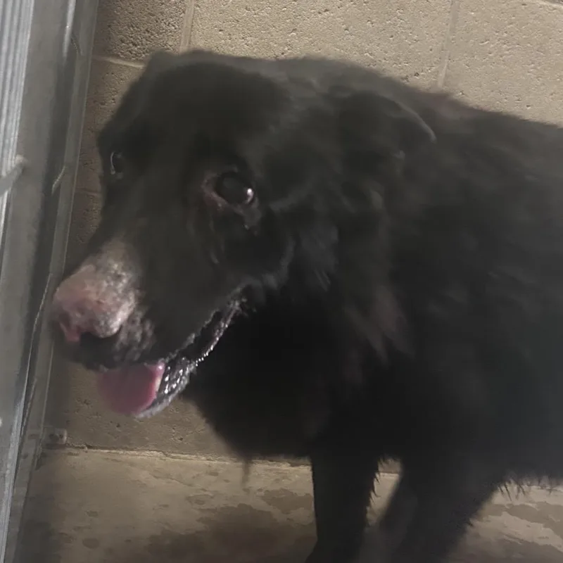A senior extra large-sized female Black German Shepherd Dog dog named Kimchi for adoption in Yuma, AZ