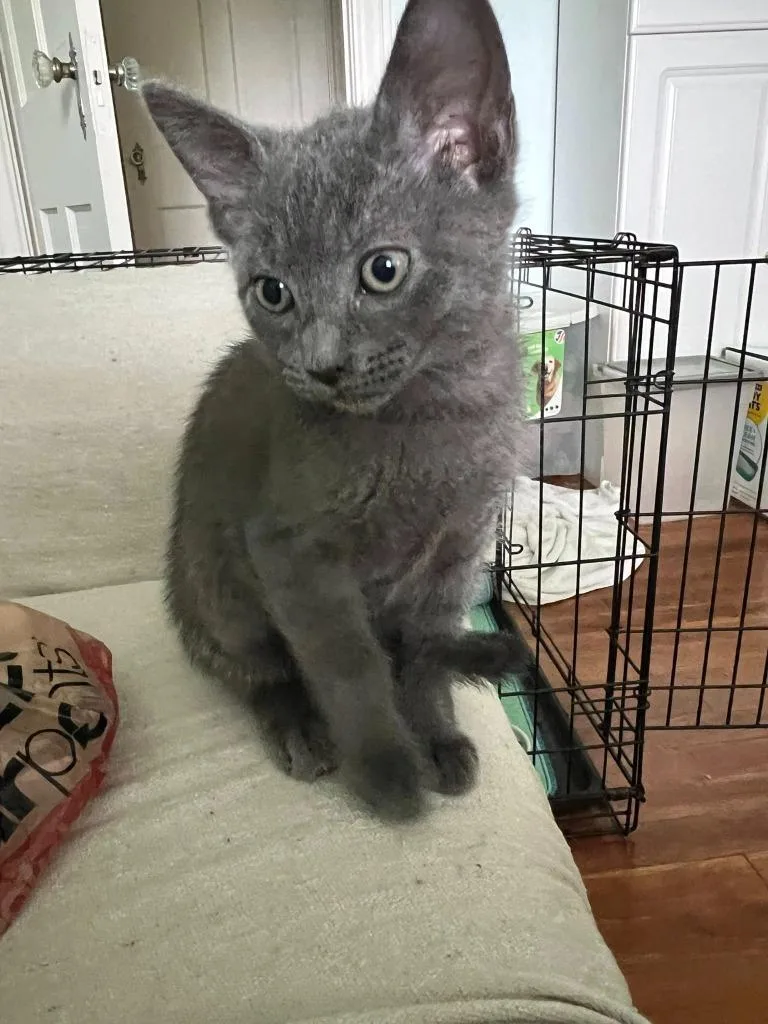A young small-sized female Gray / Blue / Silver Domestic Short Hair cat named Bridget for adoption in Tyler, TX