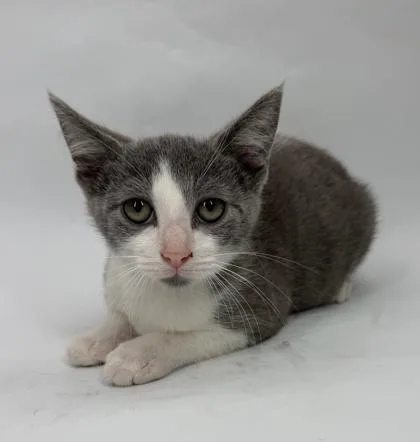 A baby small-sized male Domestic Short Hair cat named Dip for adoption in Morton Grove, IL