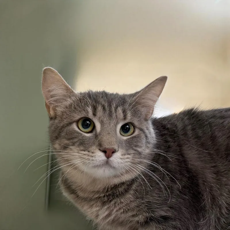 A baby small-sized female Domestic Short Hair cat named Misty Melon for adoption in State College, PA