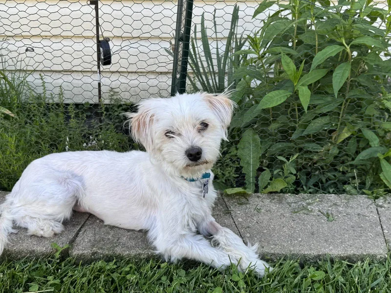 An adult medium-sized female Maltese dog named Bonita for adoption in Hillside, IL