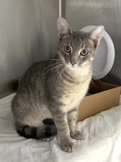An adult medium-sized male Domestic Short Hair cat named Mufasa for adoption in West Chester, PA
