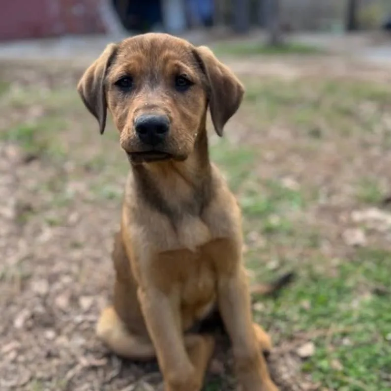 A baby small-sized female Yellow / Tan / Blond / Fawn Labrador Retriever dog named Red for adoption in Madison, WI