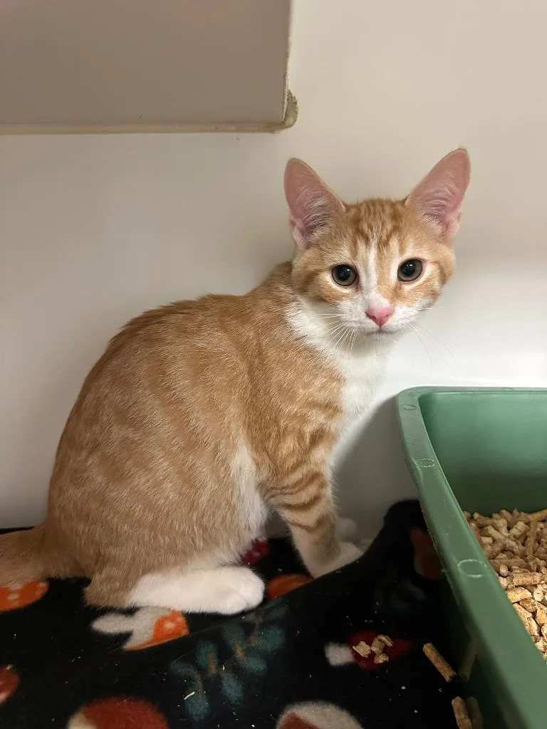 A baby small-sized male Domestic Short Hair cat named Queso for adoption in Johnson City, TN
