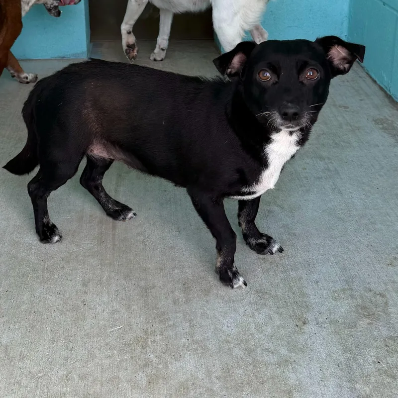 A young small-sized female Chihuahua dog named Shelby for adoption in Portland, ME