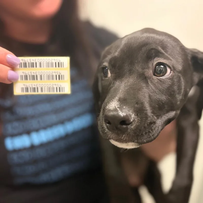 A baby small-sized female Black Mixed Breed dog named Gloucester for adoption in Charleston, WV