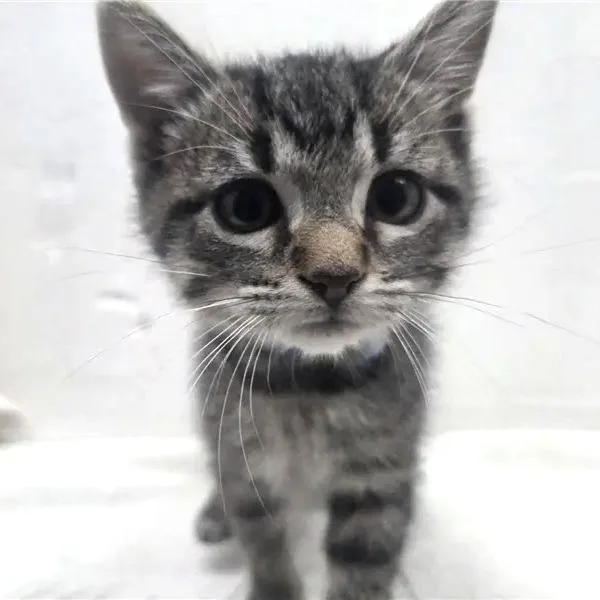 A baby small-sized male Gray / Blue / Silver Domestic Short Hair cat named Bat for adoption in Saint Louis, MO