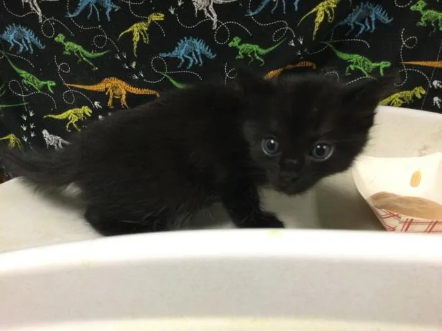 A baby small-sized female Domestic Short Hair cat named Light for adoption in Riverside, CA