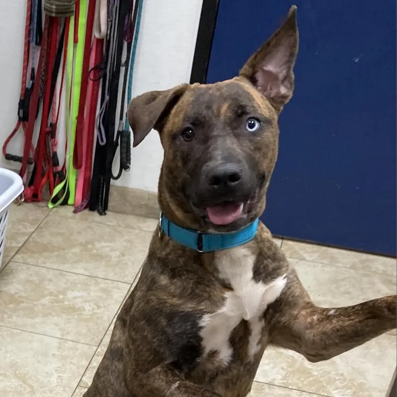 An adult medium-sized female Brindle Mixed Breed dog named Bella for adoption in Galveston, TX
