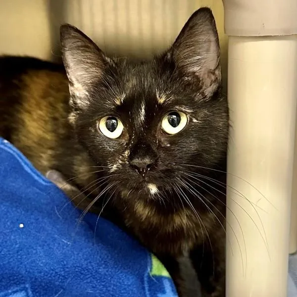 An adult small-sized female Domestic Short Hair cat named Purple Rain for adoption in Walnut Creek, CA