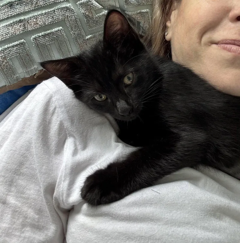 A baby medium-sized male Black Domestic Short Hair cat named Crowe  Willow Grove for adoption in Greenville, DE