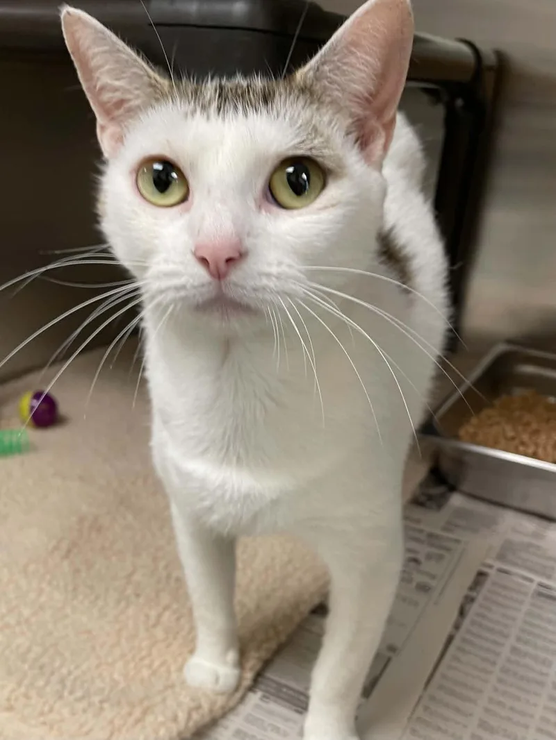 An adult medium-sized female Domestic Short Hair cat named Jazzy for adoption in Covington, VA