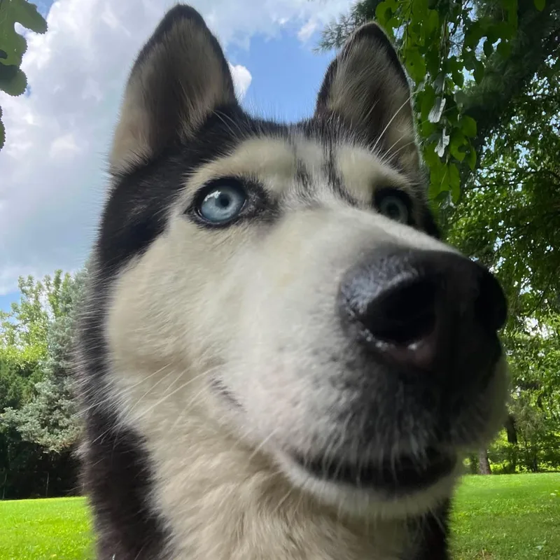 An adult medium-sized female Black Husky dog named Zoe for adoption in Avondale, PA
