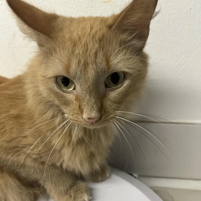 An adult medium-sized male Orange / Red Domestic Long Hair cat named Sawyer for adoption in St. Louis, MO