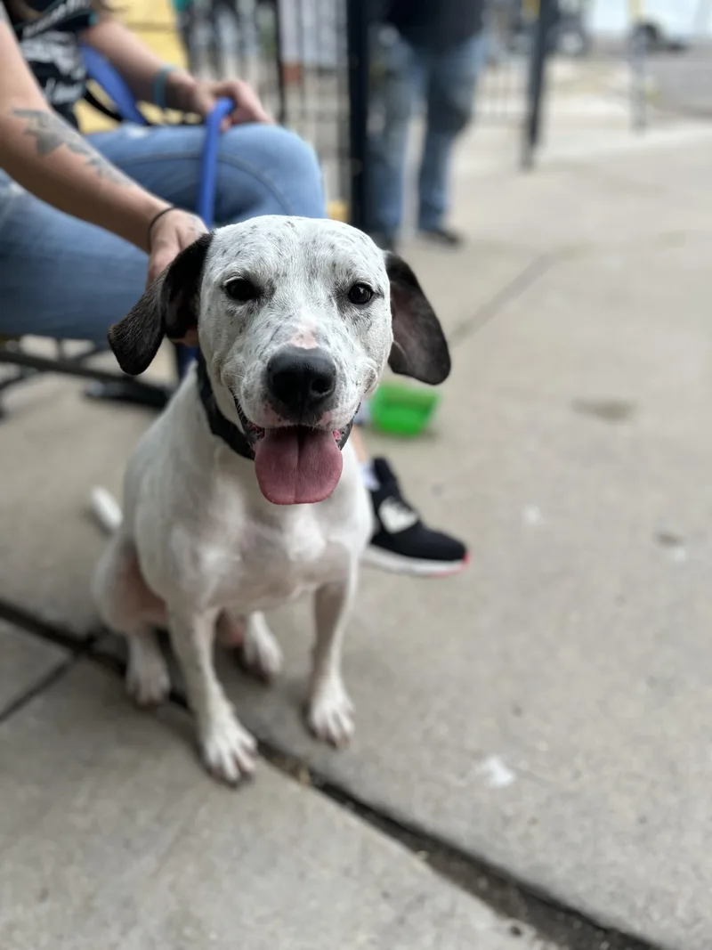 An adult large-sized male Dalmatian dog named Ace for adoption in Minneapolis, MN