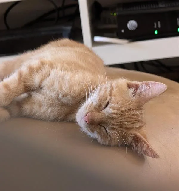 A baby small-sized male Domestic Short Hair cat named O.j. for adoption in Sacramento, CA