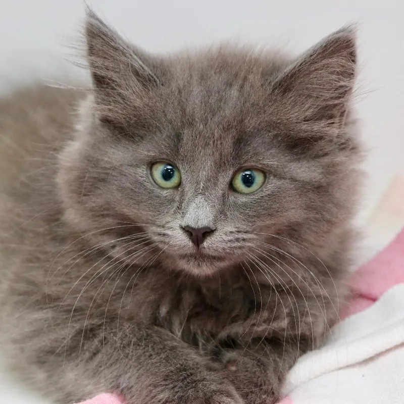 A baby small-sized female Gray / Blue / Silver Domestic Medium Hair cat named Paige for adoption in Allentown, PA