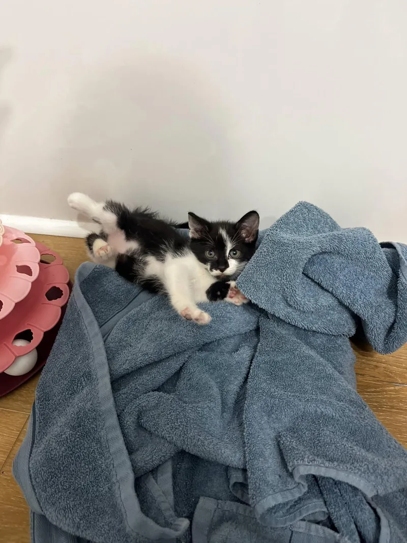 A baby small-sized male Black & White / Tuxedo Domestic Short Hair cat named Crash for adoption in Somerset, KY