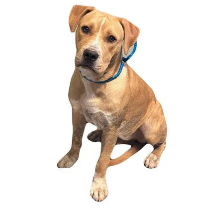 A young medium-sized male Labrador Retriever dog named Harvey for adoption in Red Bluff, CA