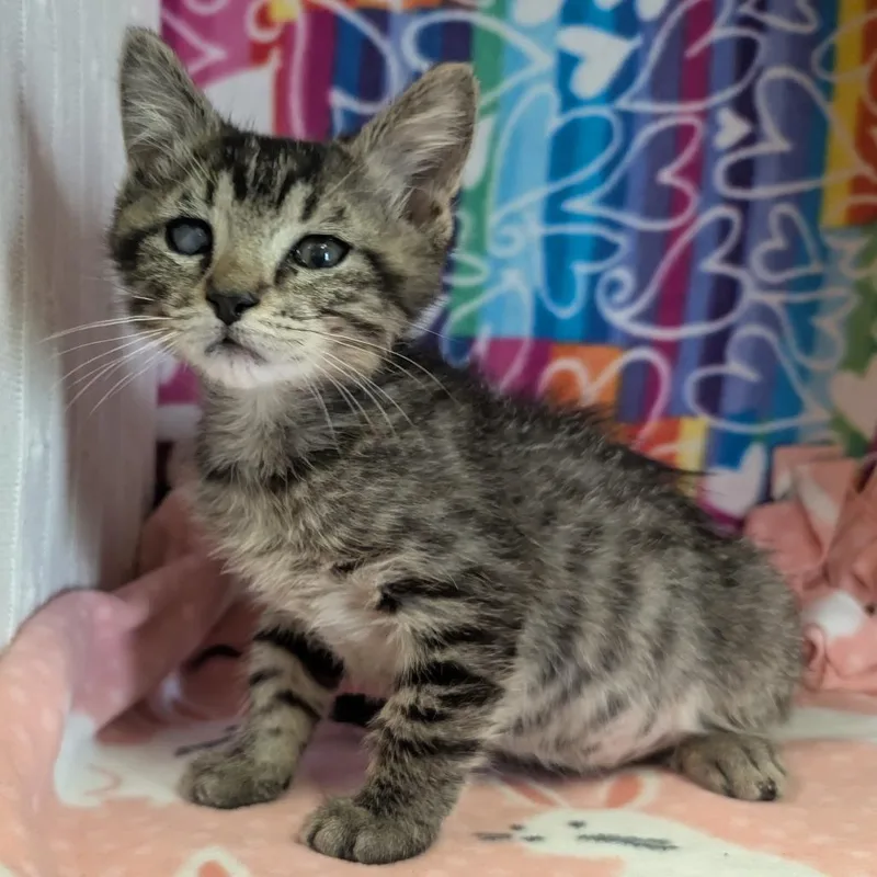 A baby small-sized male Brown / Chocolate Domestic Short Hair cat named Summerland for adoption in Naples, FL