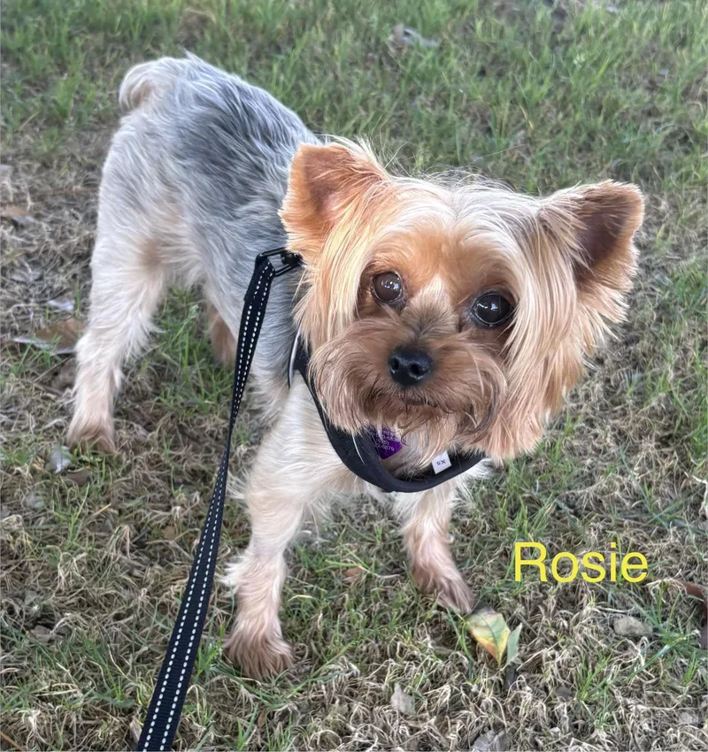 An adult small-sized female Yorkshire Terrier dog named Rosie Lou for adoption in Covina, CA
