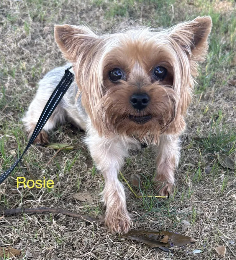 Rosie Lou thumbnail 2