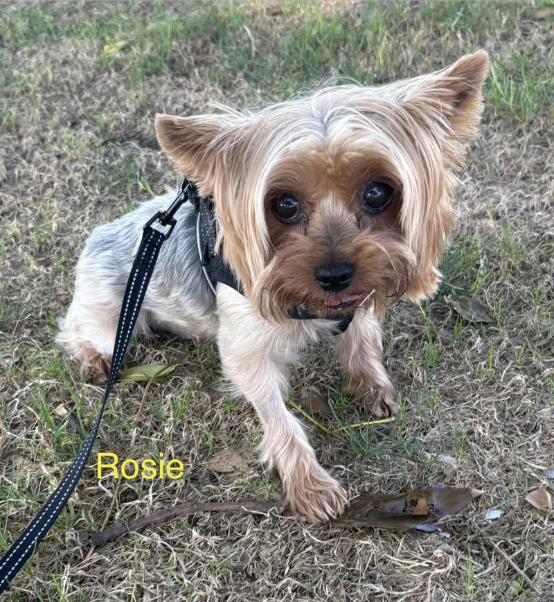 Rosie Lou thumbnail 3
