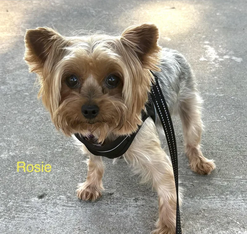 Rosie Lou thumbnail 4