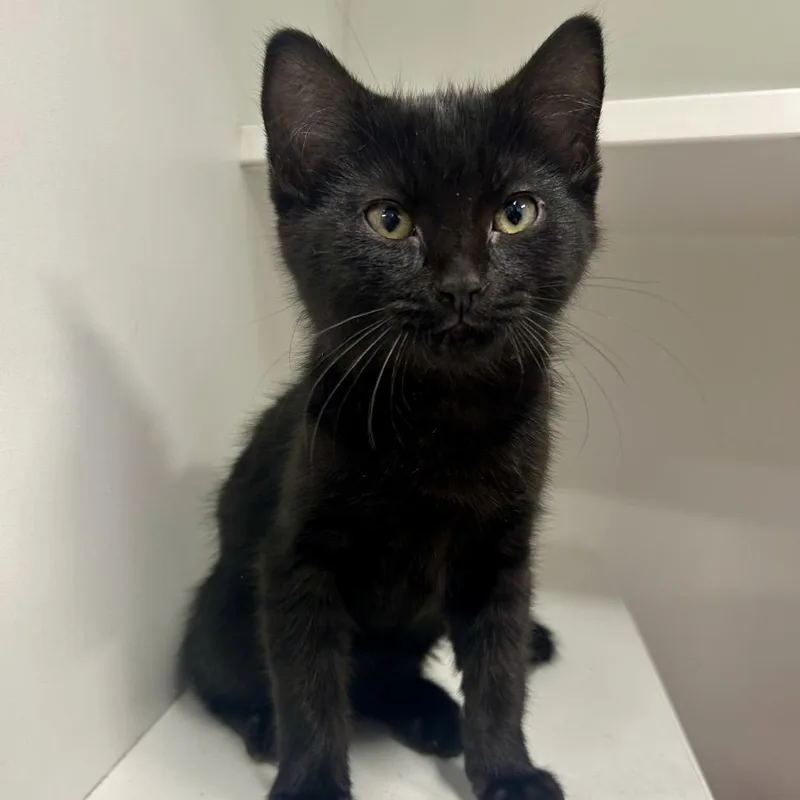 A baby small-sized female Black Domestic Short Hair cat named Ziva for adoption in St Joseph, MO