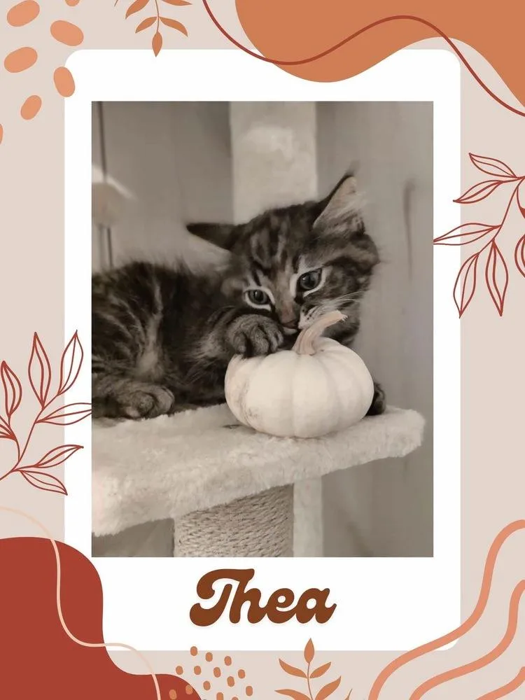A baby small-sized female Domestic Long Hair cat named Thea for adoption in Telford, PA