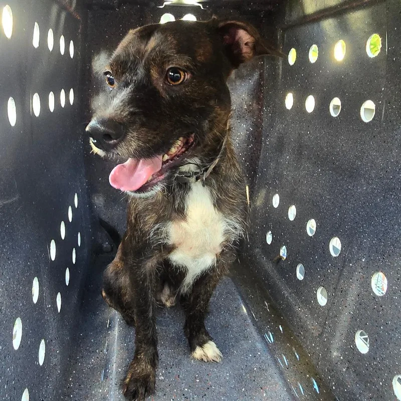An adult medium-sized male Brindle Mixed Breed dog named Julius for adoption in Galveston, TX