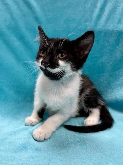 A baby medium-sized male Black & White / Tuxedo Domestic Short Hair cat named Delta for adoption in Midland, MI