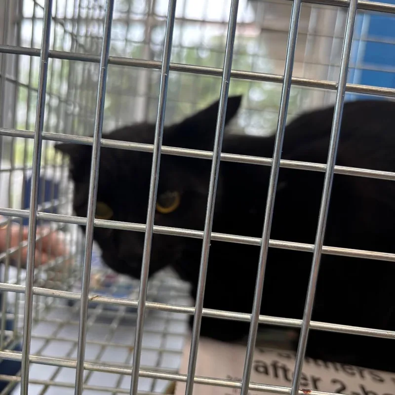 A young small-sized male Black Domestic Short Hair cat named Lucifer for adoption in Montgomery, AL