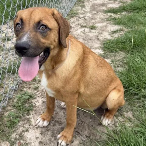 A young medium-sized female Labrador Retriever dog named Annie for adoption in Conroe, TX