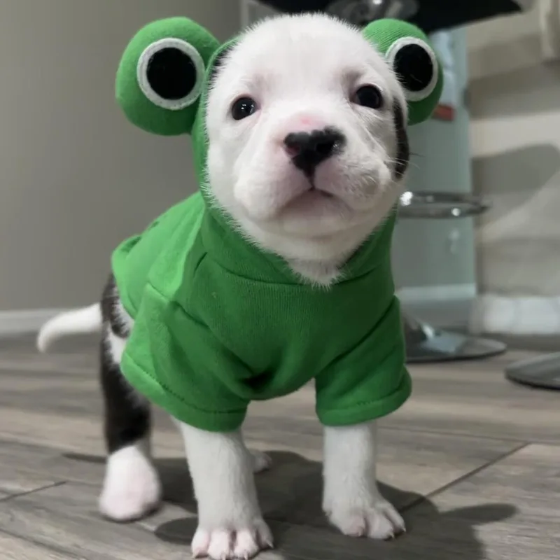 Luffy thumbnail 4