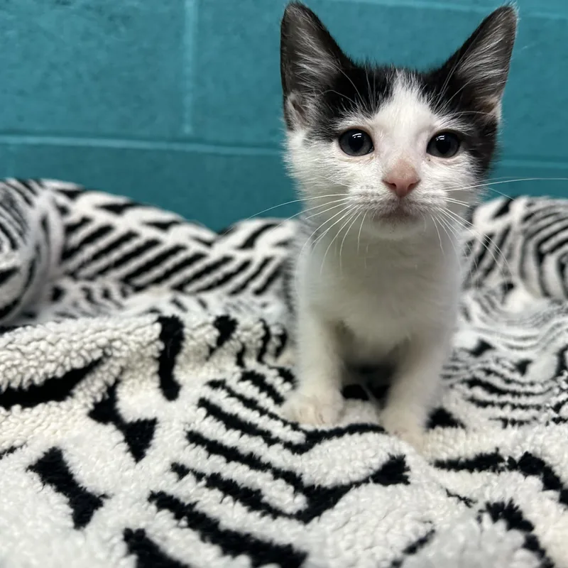 A baby small-sized female Black & White / Tuxedo Domestic Short Hair cat named Bw for adoption in Newark, OH