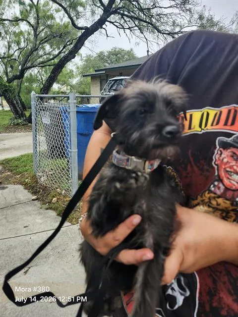 A young small-sized female Terrier dog named Stormy for adoption in San Antonio, TX
