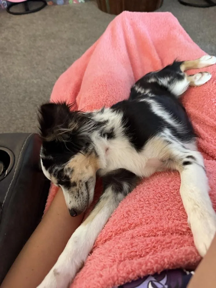 A young small-sized female Australian Shepherd dog named Skye for adoption in Aurora, CO