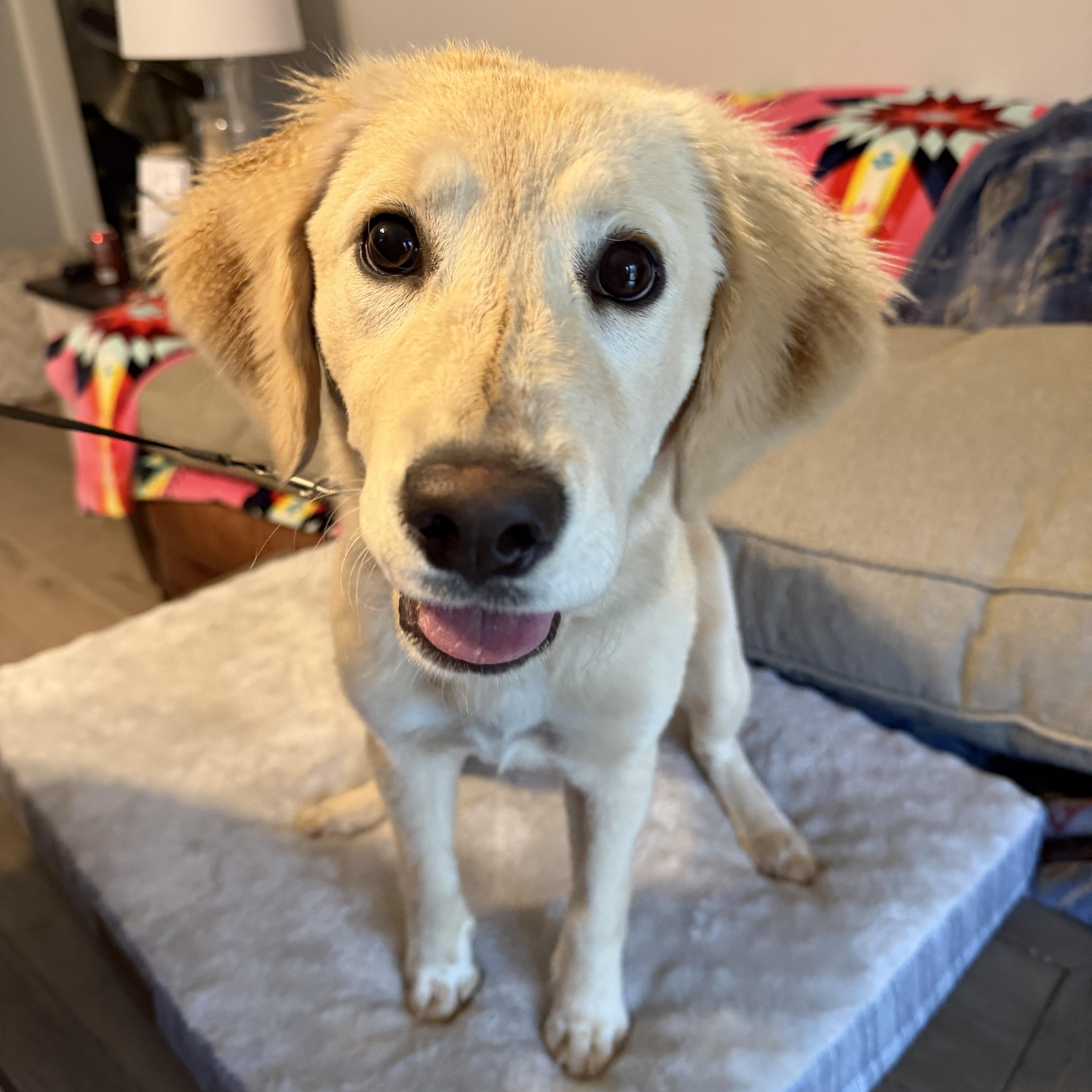 A baby medium-sized female Golden Retriever dog named Annie for adoption in Corinth, MS