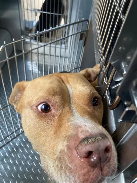 An adult large-sized male Mixed Breed dog named Strider for adoption in Dallas, TX