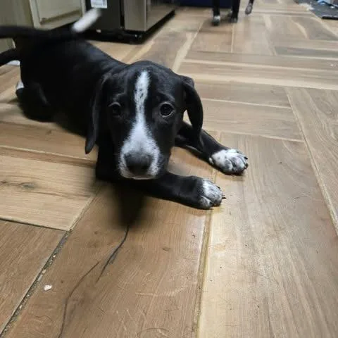A baby medium-sized male Pointer dog named Jb for adoption in Jarrettsville, MD