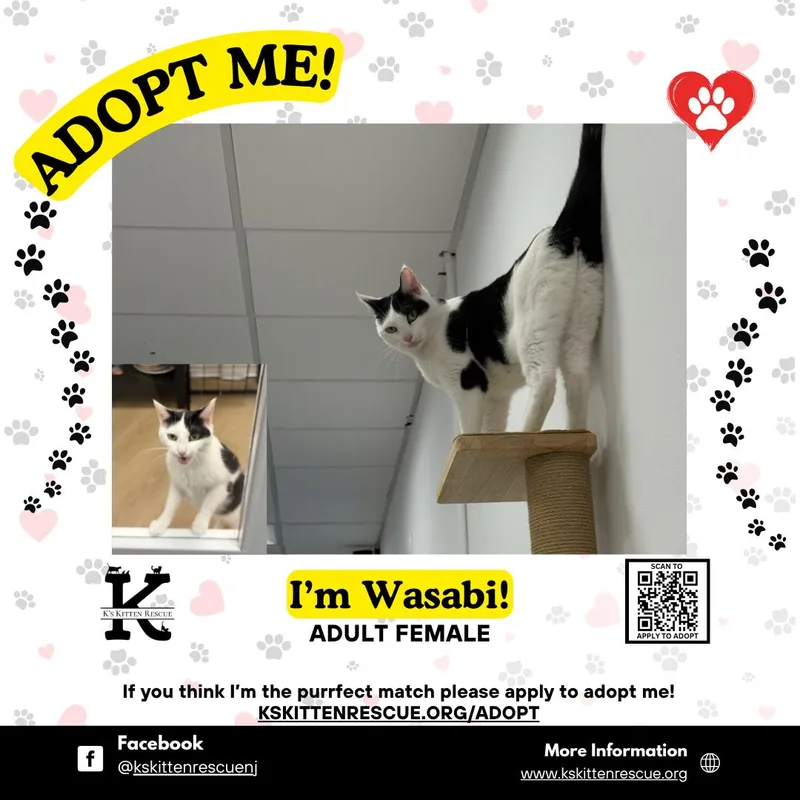 An adult large-sized female Black & White / Tuxedo Domestic Short Hair cat named Wasabi for adoption in Brick, NJ