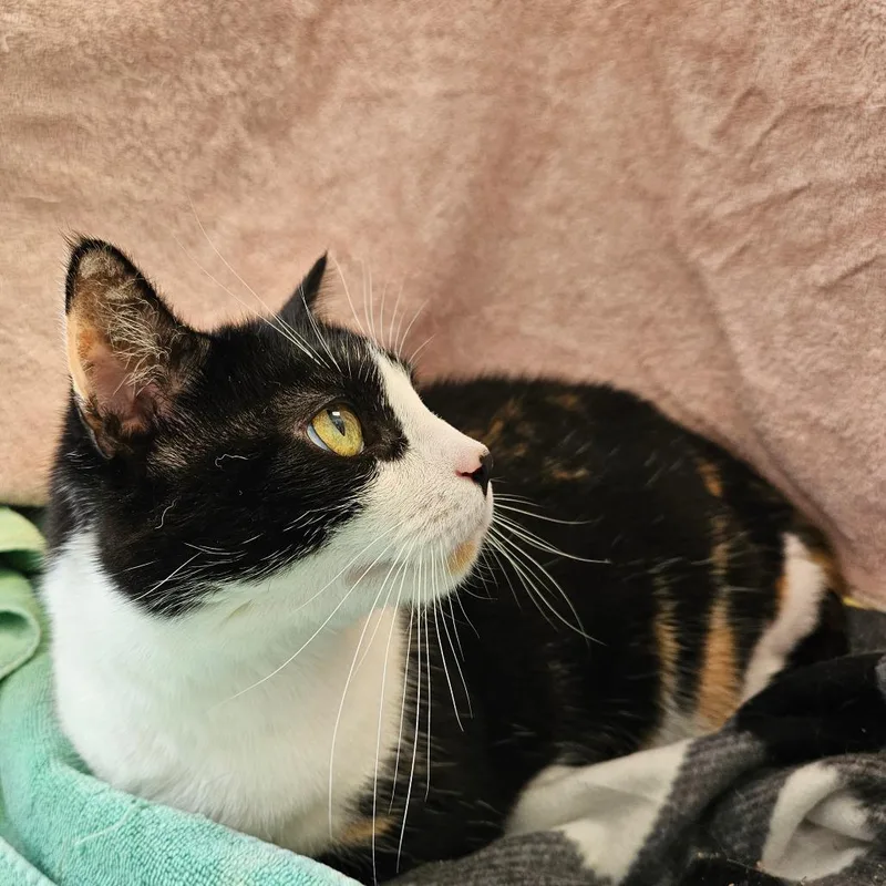 An adult large-sized female Calico Domestic Short Hair cat named Peggy for adoption in Harrisonburg, VA