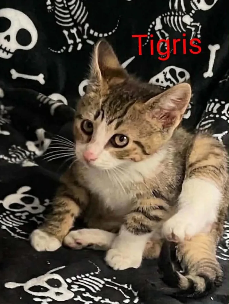 Tigris thumbnail 2