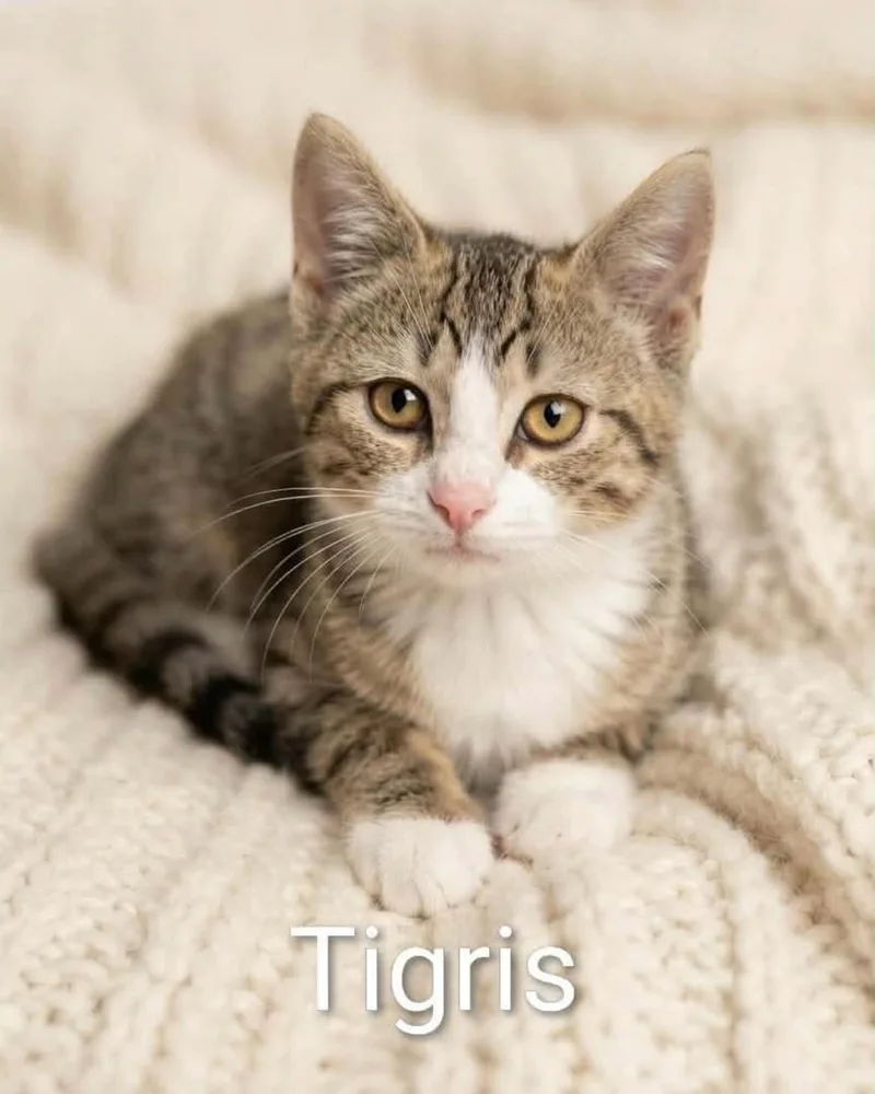 Tigris thumbnail 3