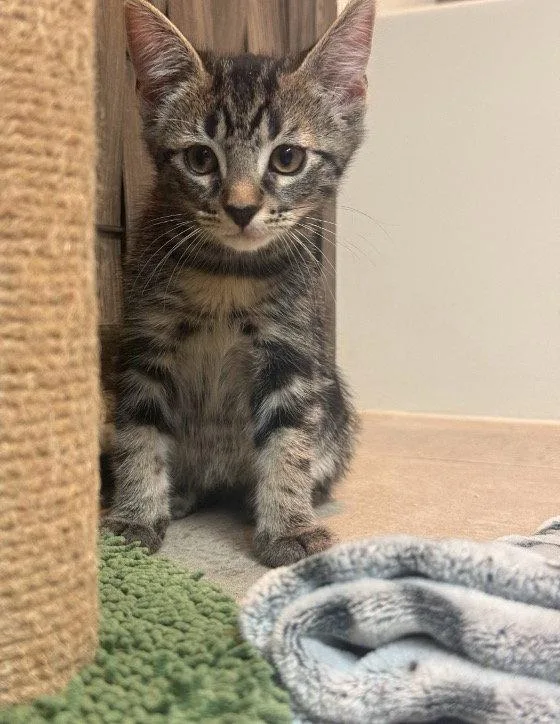 A baby small-sized male Domestic Short Hair cat named Craig for adoption in Mission Viejo, CA